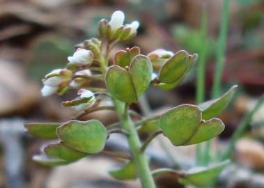 Fotografia da espécie Thlaspi perfoliatum var. perfoliatum