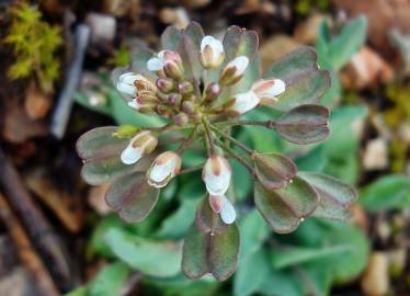 Fotografia da espécie Thlaspi perfoliatum var. perfoliatum