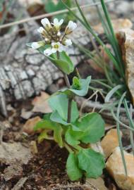 Fotografia da espécie Thlaspi perfoliatum var. perfoliatum