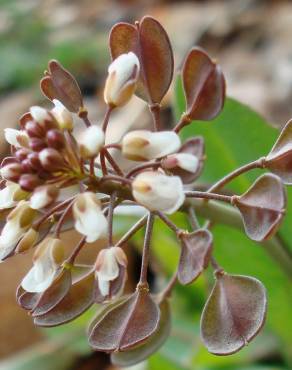 Fotografia 16 da espécie Thlaspi perfoliatum var. perfoliatum no Jardim Botânico UTAD