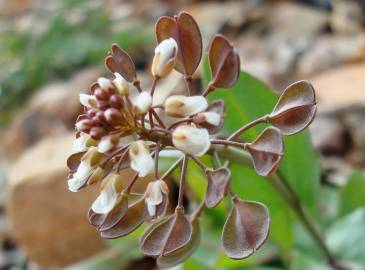 Fotografia da espécie Thlaspi perfoliatum var. perfoliatum