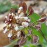Fotografia 16 da espécie Thlaspi perfoliatum var. perfoliatum do Jardim Botânico UTAD