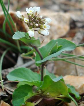 Fotografia 17 da espécie Thlaspi perfoliatum var. perfoliatum no Jardim Botânico UTAD