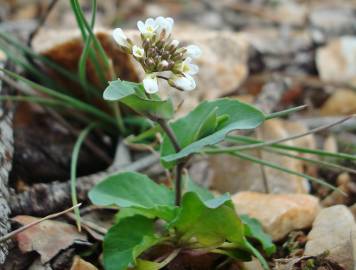 Fotografia da espécie Thlaspi perfoliatum var. perfoliatum