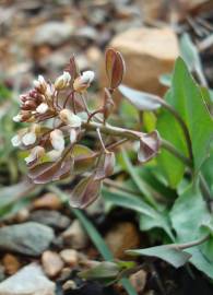 Fotografia da espécie Thlaspi perfoliatum var. perfoliatum