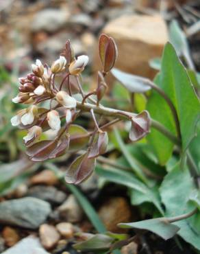 Fotografia 18 da espécie Thlaspi perfoliatum var. perfoliatum no Jardim Botânico UTAD