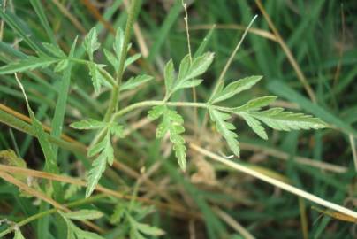 Fotografia da espécie Torilis arvensis subesp. neglecta