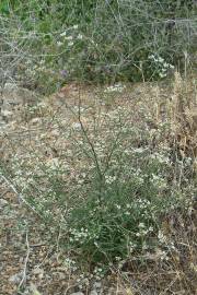 Fotografia da espécie Torilis arvensis subesp. neglecta