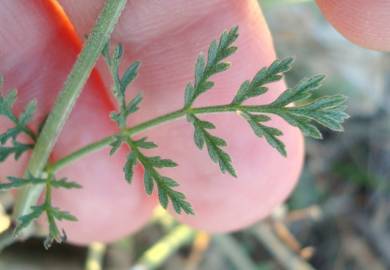 Fotografia da espécie Torilis arvensis subesp. purpurea