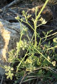 Fotografia da espécie Torilis arvensis subesp. purpurea