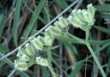 Fotografia da espécie Torilis arvensis subesp. purpurea