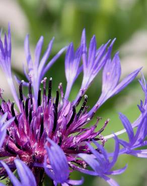 Fotografia 5 da espécie Cyanus lingulatus no Jardim Botânico UTAD