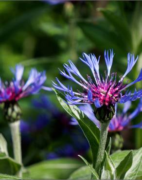 Fotografia 6 da espécie Cyanus lingulatus no Jardim Botânico UTAD