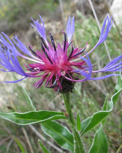 Fotografia de capa Cyanus lingulatus - do Jardim Botânico