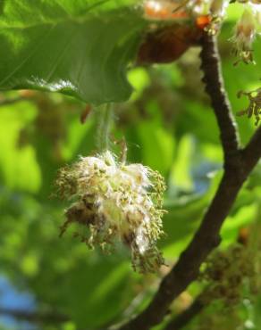 Fotografia 9 da espécie Fagus sylvatica no Jardim Botânico UTAD