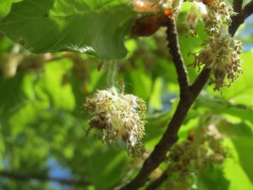 Fotografia da espécie Fagus sylvatica