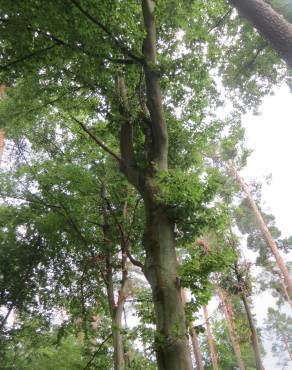 Fotografia 10 da espécie Fagus sylvatica no Jardim Botânico UTAD