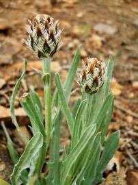 Fotografia da espécie Cyanus lingulatus