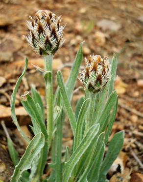 Fotografia 12 da espécie Cyanus lingulatus no Jardim Botânico UTAD