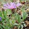 Fotografia 13 da espécie Cyanus lingulatus do Jardim Botânico UTAD