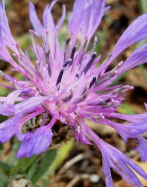 Fotografia 14 da espécie Cyanus lingulatus no Jardim Botânico UTAD