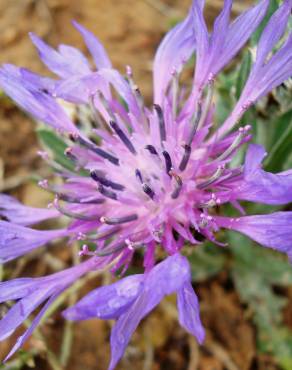 Fotografia 15 da espécie Cyanus lingulatus no Jardim Botânico UTAD