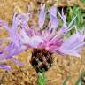 Fotografia 16 da espécie Cyanus lingulatus do Jardim Botânico UTAD