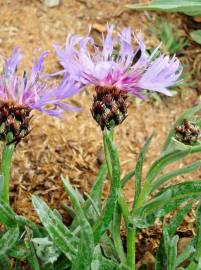 Fotografia da espécie Cyanus lingulatus