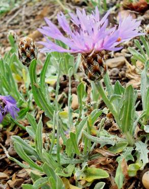 Fotografia 18 da espécie Cyanus lingulatus no Jardim Botânico UTAD