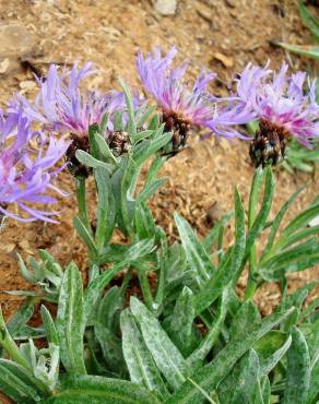 Fotografia 19 da espécie Cyanus lingulatus no Jardim Botânico UTAD