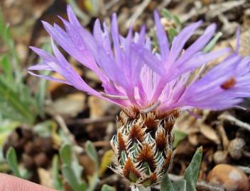 Fotografia da espécie Cyanus lingulatus