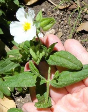 Fotografia 13 da espécie Cistus monspeliensis no Jardim Botânico UTAD