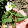 Fotografia 13 da espécie Cistus monspeliensis do Jardim Botânico UTAD