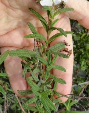 Fotografia 15 da espécie Cistus monspeliensis no Jardim Botânico UTAD