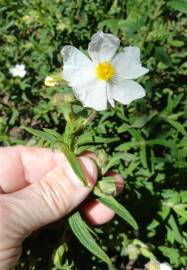 Fotografia da espécie Cistus monspeliensis