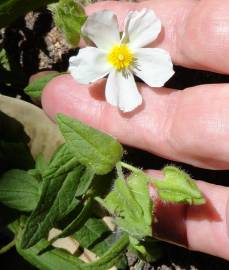 Fotografia da espécie Cistus monspeliensis