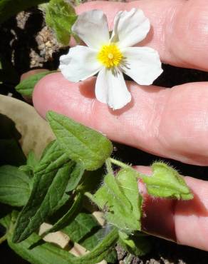 Fotografia 17 da espécie Cistus monspeliensis no Jardim Botânico UTAD