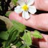 Fotografia 17 da espécie Cistus monspeliensis do Jardim Botânico UTAD