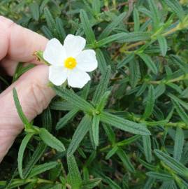 Fotografia da espécie Cistus monspeliensis