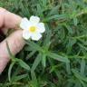 Fotografia 18 da espécie Cistus monspeliensis do Jardim Botânico UTAD