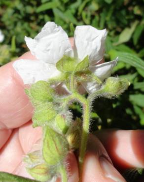 Fotografia 19 da espécie Cistus monspeliensis no Jardim Botânico UTAD