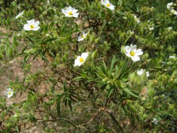 Fotografia da espécie Cistus monspeliensis