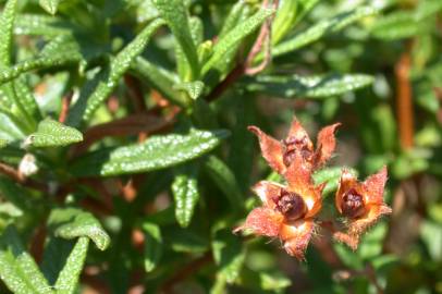 Fotografia da espécie Cistus monspeliensis