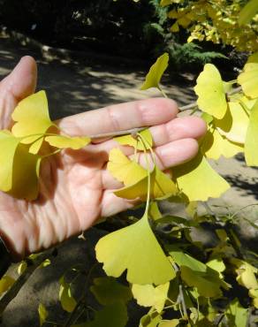 Fotografia 19 da espécie Ginkgo biloba no Jardim Botânico UTAD