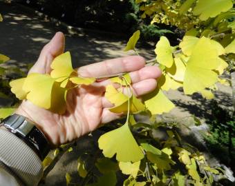 Fotografia da espécie Ginkgo biloba