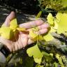 Fotografia 19 da espécie Ginkgo biloba do Jardim Botânico UTAD