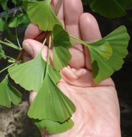 Fotografia da espécie Ginkgo biloba