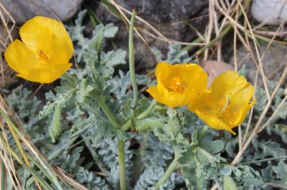 Fotografia da espécie Glaucium flavum