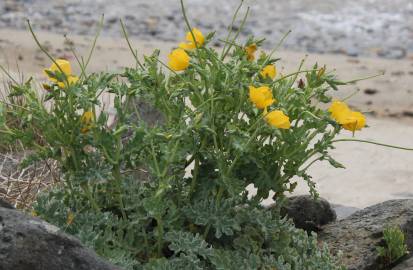 Fotografia da espécie Glaucium flavum