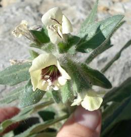 Fotografia da espécie Hyoscyamus albus